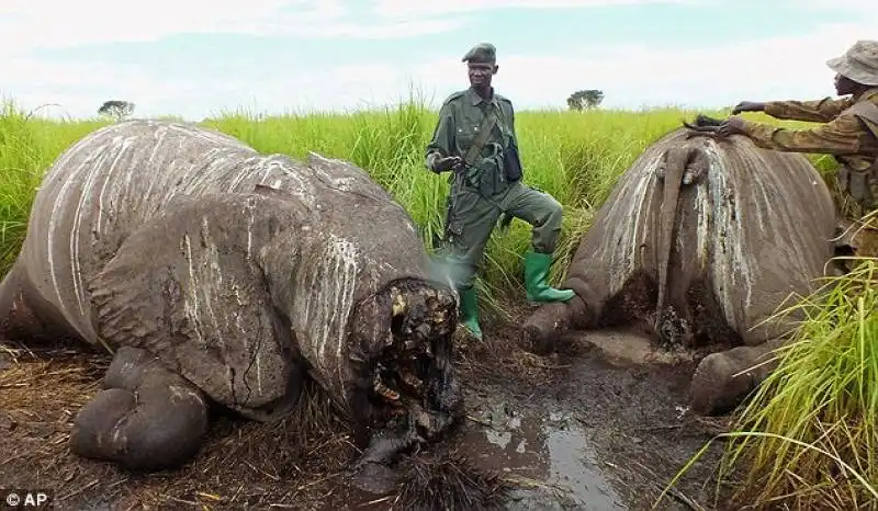 elefanti morti e sfigurati a garamba