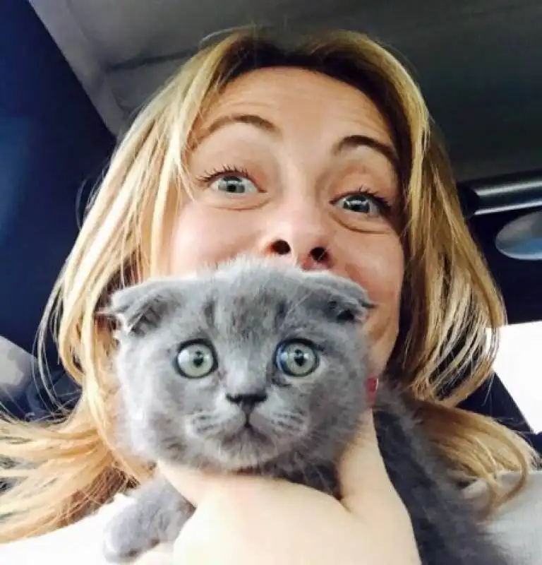 giorgia meloni con il gatto 