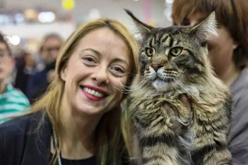 giorgia meloni con il gatto