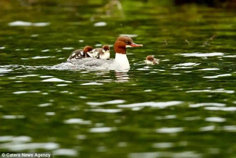 mamma papera