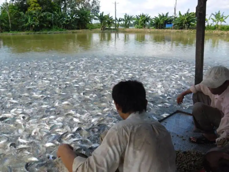 pangasio in vietnam