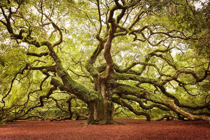 quercia alta 20 metri di 1400 anni