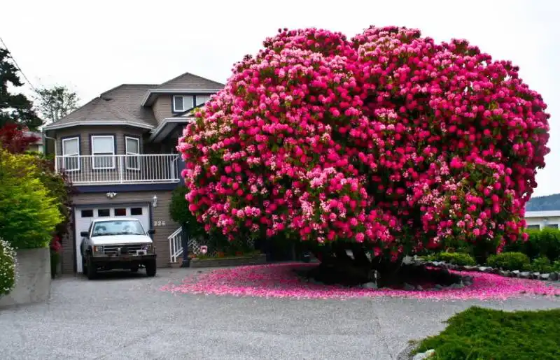 rododendro in canada di 125 anni