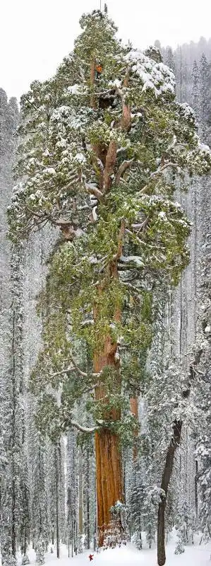 terza sequoia al mondo california