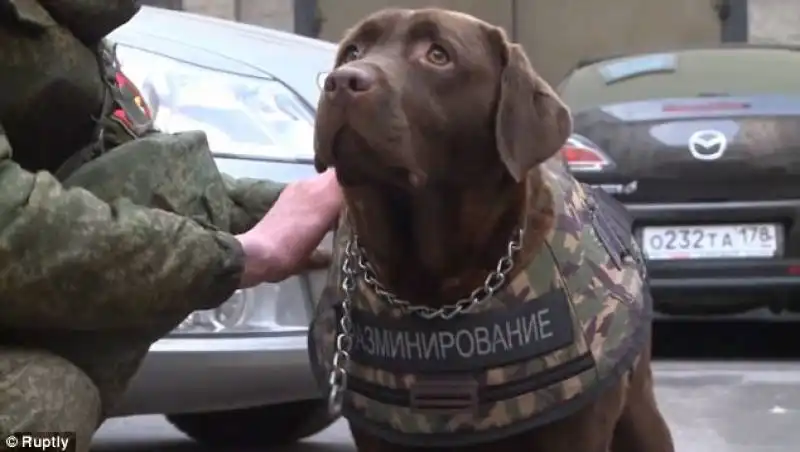 UN CANE RUSSO CON GIUBBOTTO PROTETTIVO