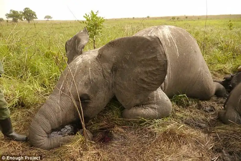 un elefante morto al parco di garamba in congo