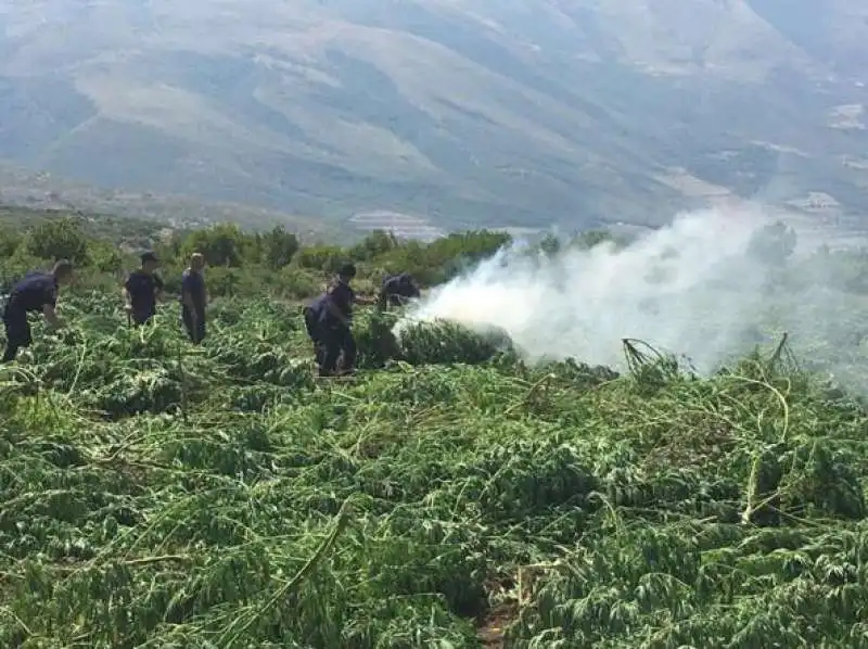 MARIJUANA ALBANIA