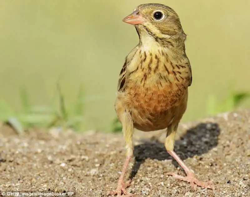 ortolano prelibatezza francese