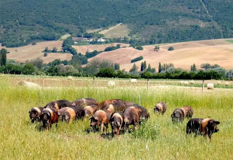 prosciutto di norcia  5