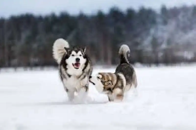 Alaskan Malamute 