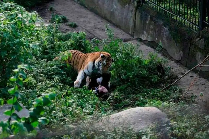 attacco della tigre siberiana