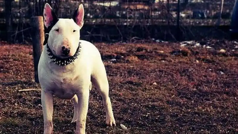 bull terrier