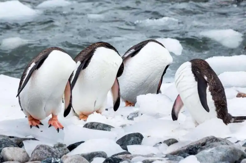 i pinguini decapitati