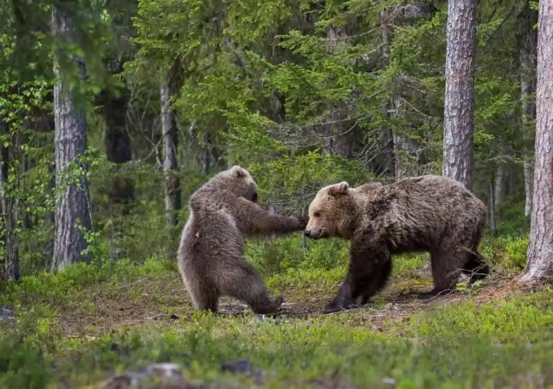 karate in finlandia