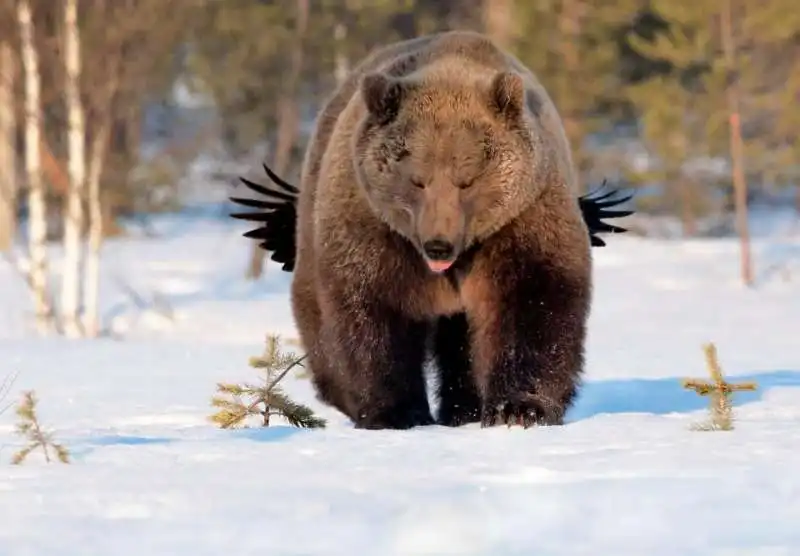 orso alato in finlandia