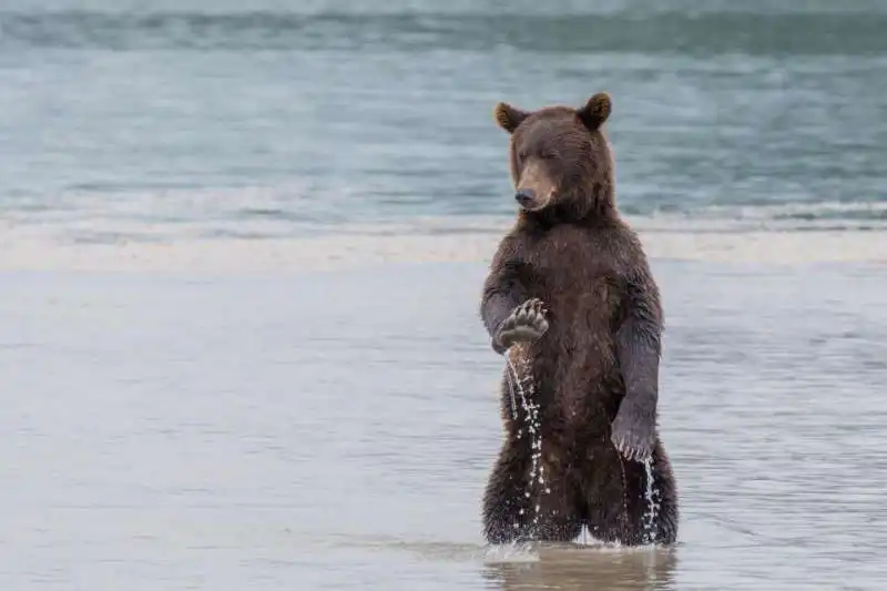 orso in kamchatka 