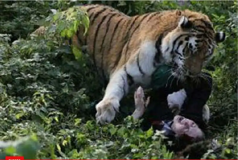 tigre siberiana attacca la custode dello zoo