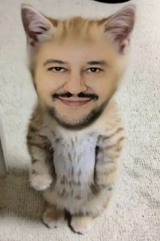 gattini su salvini 3