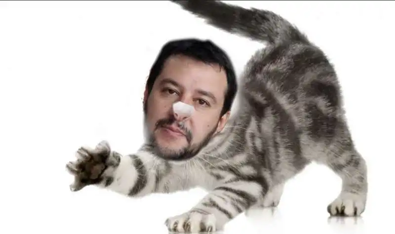 gattini su salvini 5