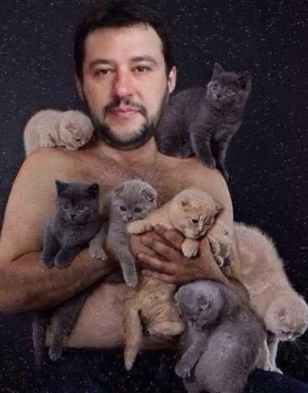 gattini su salvini 6