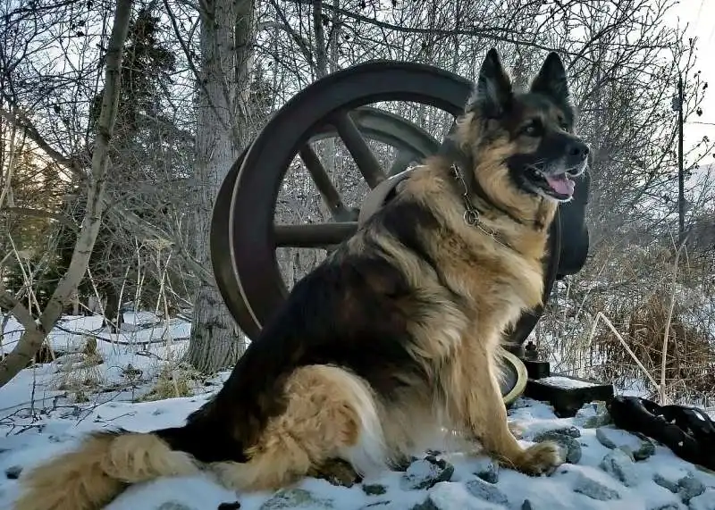 kilo il cane antidroga mandato in pensione