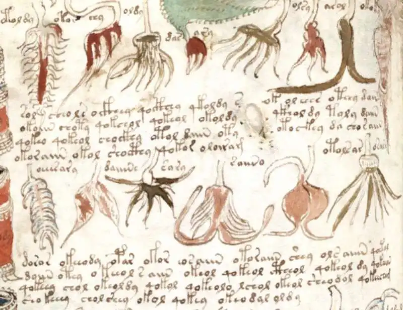 manoscritto voynich 11