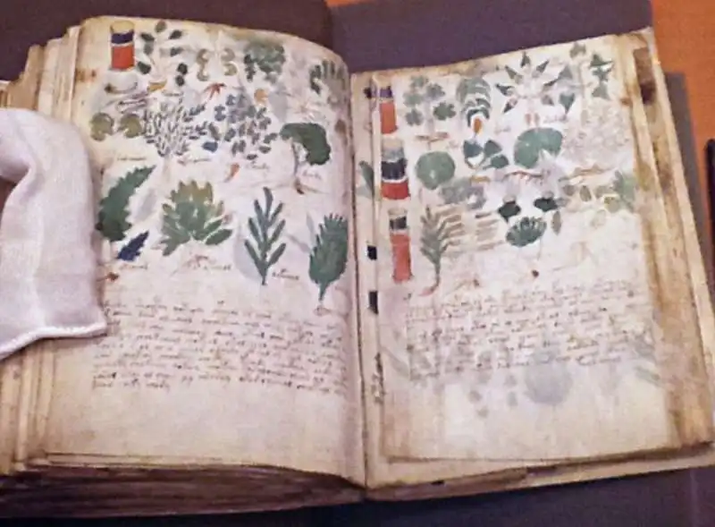 manoscritto voynich 12