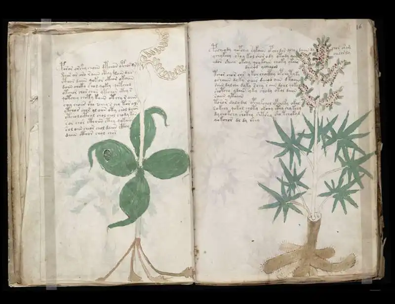 manoscritto voynich 3