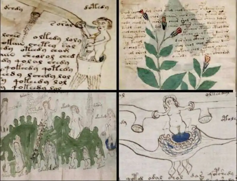 manoscritto voynich 8