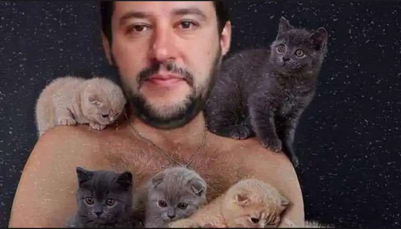 salvini gatti