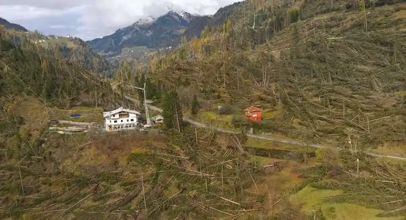 veneto alberi abbattuti