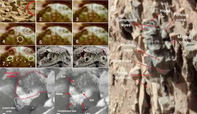 insetti su marte 5