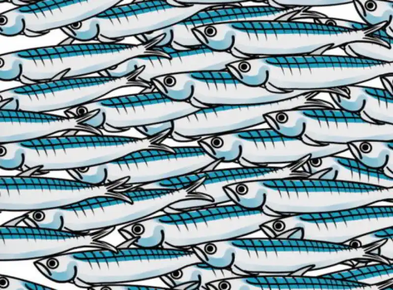 sardine