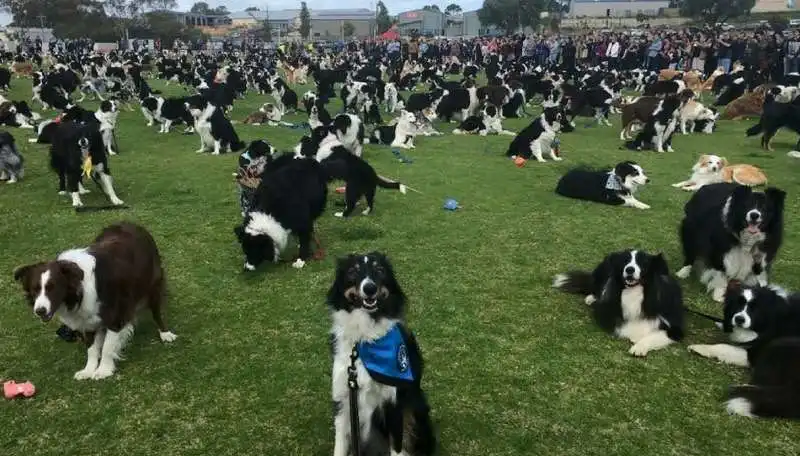 BORDER COLLIE 1