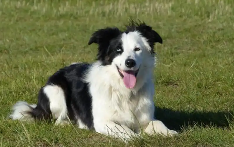 BORDER COLLIE