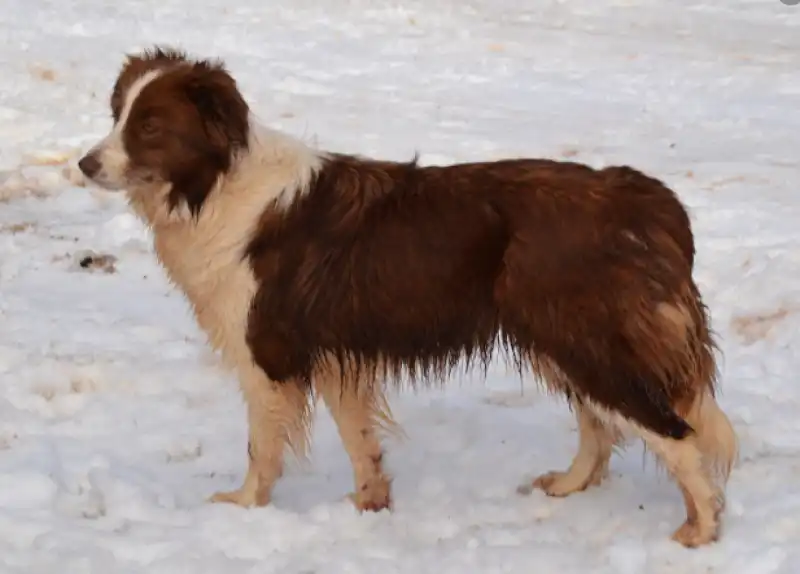 BORDER COLLIE