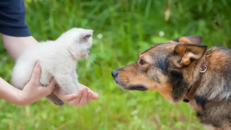 cane e gatto