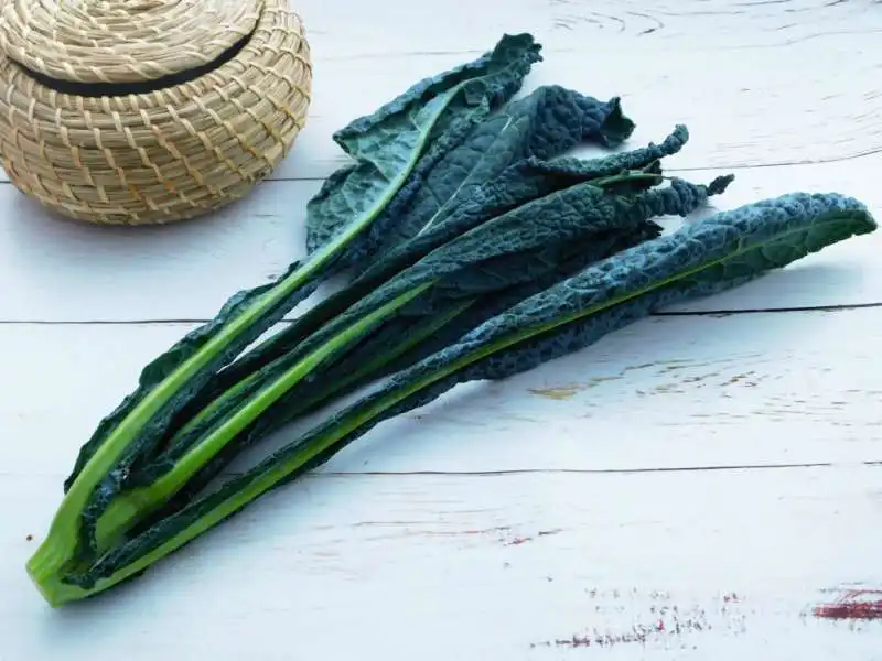 cavolo nero 