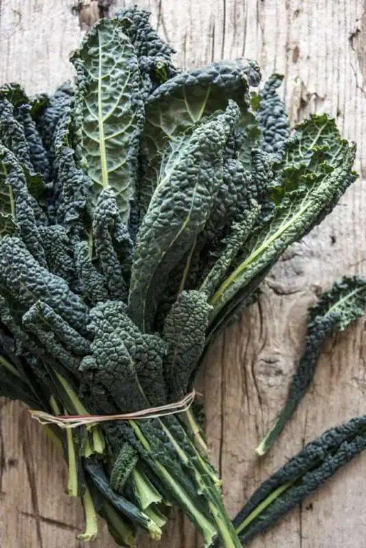 cavolo nero