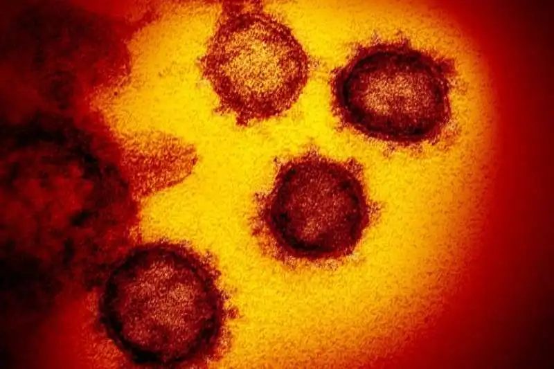 coronavirus microscopio