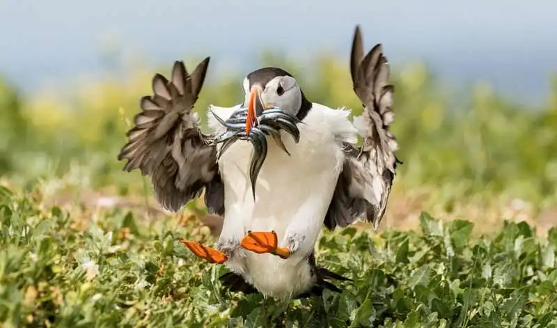 le foto premiate dalla royal society for protection of birds 1