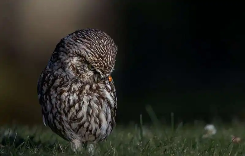 le foto premiate dalla royal society for protection of birds 12