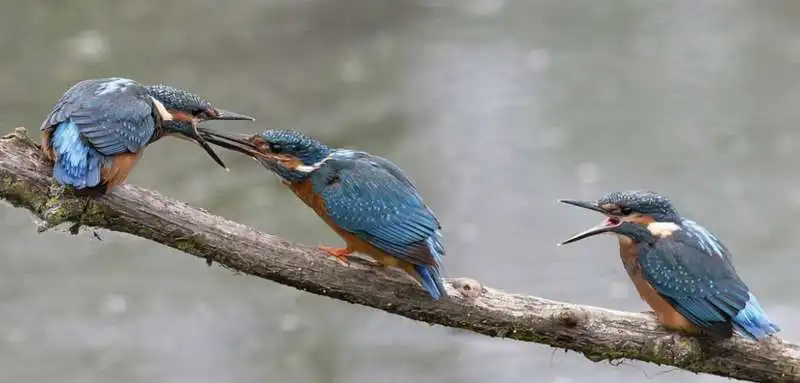 le foto premiate dalla royal society for protection of birds 15