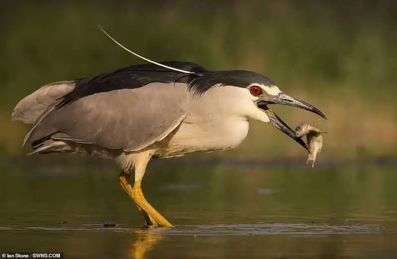 le foto premiate dalla royal society for protection of birds 18