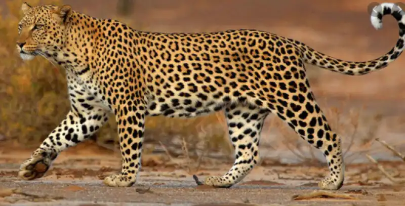  leopardo