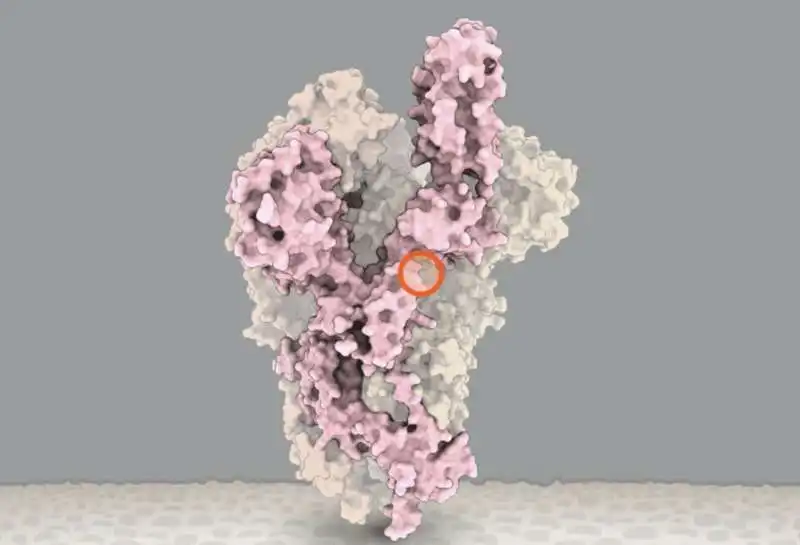 proteina spike del coronavirus