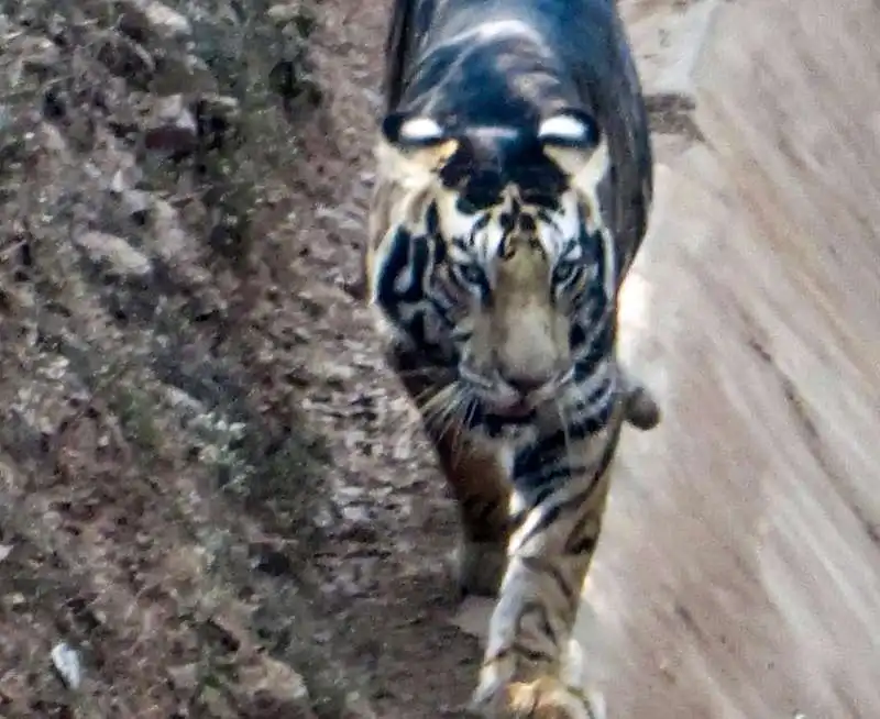 tigre nera in india 1