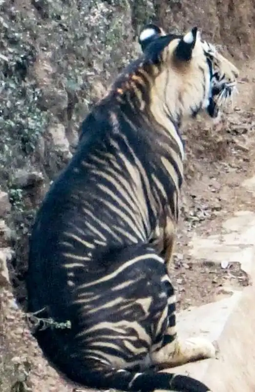 tigre nera in india 4