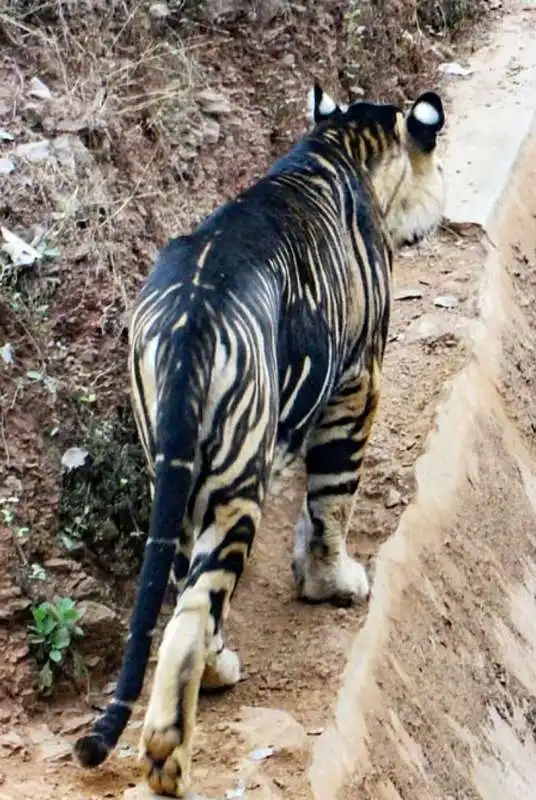 tigre nera in india 5