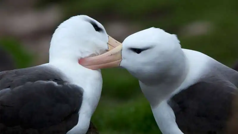 albatros dai sopraccigli neri  1